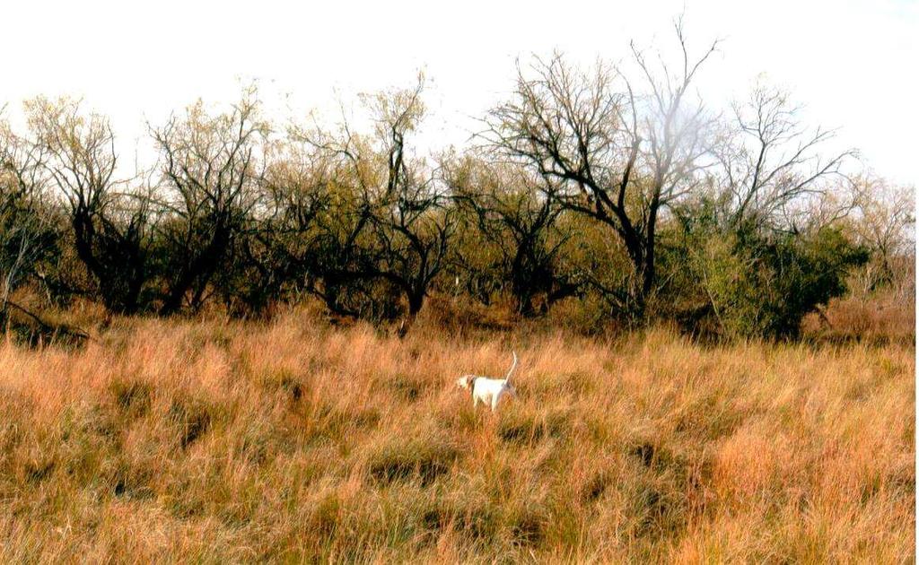 The ranch is composed of sandy soils producing range sites desired by avid quail hunters.