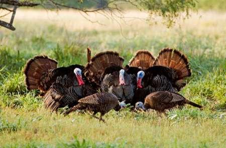 The Tecolote Ranch provides excellent turkey hunting, with roosting areas composed of giant