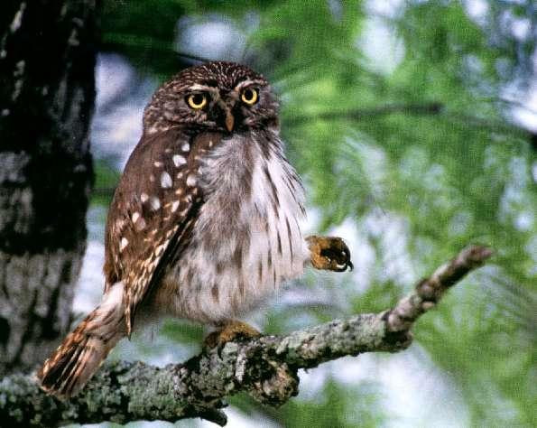 Ferruginous pygmy owl (hardly bigger than the English sparrow, this rare owl stands just shy of 6 tall.