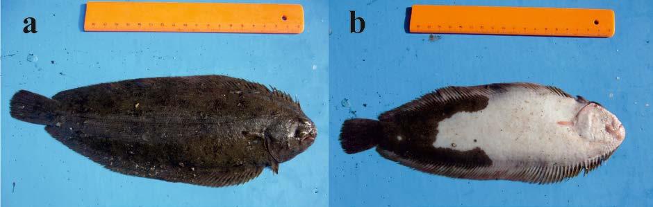 Figure 3. Partial ambicolored specimen of Dicologlossa cuneata from Ekincik cove (a: Eyed side of the body b: Blind side of the body). Figure 4.