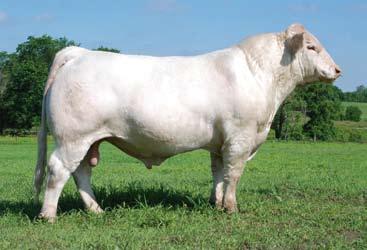 22 23 Herd Sire Prospect TCC LIGHTENING STRIKES U2 02/06/2008 M752494 POLLED Presented by: Tiger Country Charolais, Steve Curtis, Mexico, MO and Wright-Curtis Charolais, Derry Wright & Nick Curtis,