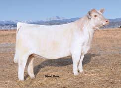 This herd sire is moderate in his design and loaded up with muscle all in a very smooth and eye appealing package.