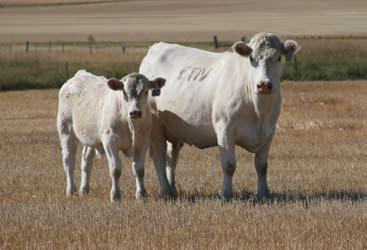 3 Choice of the Eaton Female Herd Eatons Mc Kensey 51016 America s Got Talent and it s in Lindsay, Montana.