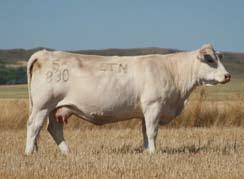 But be prepared to work hard for it. There are over 1,600 breeding-age females to sort through! This is one of, if not the largest herd of Charolais seedstock in America.