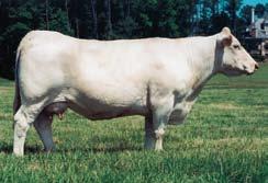 2037 JES SCULPTOR N568 JES MS AVIGNON P98 EPDs: 6.3 1.5 24 49 13 5.9 25 0.8 Carc. EPDs: 16 0.15-0.011 0.08 She is at the top of the list as the hottest cow in the breed right now!