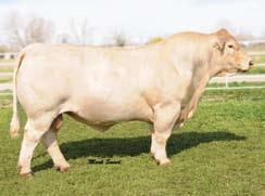She produced 17 transferable embryos for them sired by Eatons Royal Dynasty 6164. The Shepherds have retained several ET daughters and a son to spread her genetics throughout their elite herd.