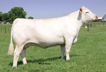 After many championships in spring jackpot shows, she went into the late summer state fairs and so far has dominated and been selected the grand champion at the 2010 Missouri and Iowa State Fairs.