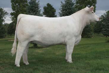 9 Guaranteed Successful Flush and Full Sib Embryos HF MUSTANG SALLY 904 PLD 03/21/2009 F1104171 POLLED THOMAS OAHE WIND 0772ET P TR MR FIRE WATER 5792RET M704588 THOMASSWISSERSWEET1764ET GDSF JR