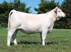 Starting as a calf in January 2010 she was a National Class Winner at the Denver National Show and beaten only for division by the $14,000 Bomshell and the $18,500 Schnoor- TR Ms Fire 9744W ET.
