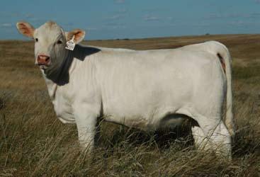12 Selling Choice of the 2010 Heifer Calves LT Blue Ballerina 9405 Pld The Lindskov-Thiel legacy speaks for itself in not only the Charolais breed, but in the entire beef industry community.