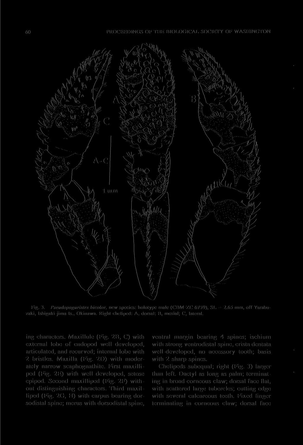 60 PROCEEDINGS OF THE BIOLOGICAL SOCIETY OF WASHINGTON Fig. 3. Pseudopaguristes bicolor, new species: holotype male (CBM-ZC 6759), SL zaki, Ishigaki-jima Is., Okinawa.