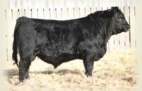 SSF SCOTTS MISSY 25Z SSF SCOTTS MISSY 474T 85 lbs. 667 lbs. +2.1 +67 +124 +23 +57 +9.0 The performance in this bull is outstanding. Big hip, wide topped and should sire calves with a tone of growth.