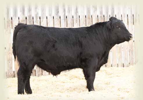 1514532 B/R NEW FRONTIER 095 SSF SCOTTS HALEY 478T SSF HALEY S NU EDTION 2E 86 lbs. 640 lbs. +0.4 +57 +105 +23 +52 +10.0 Big framed bull out of a 9 year old Elite cow!
