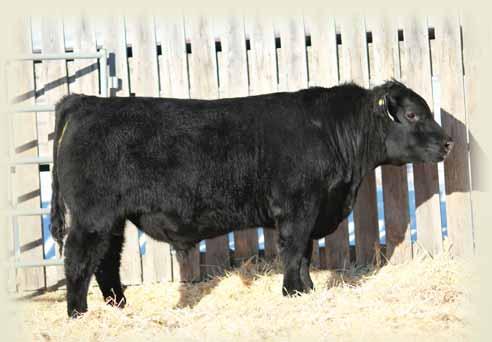BLACKLASS 121Z BROOKMORE BLACKLASS 2S 91 lbs. 675 lbs. +1.1 +50 +91 +19 +44 +6.0 Easy doing deep bodied bull with lots of hair! The cow, 431B sold her 1st calf in last years sale to Jeremy Good.
