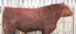 Reference Sires 11 Sons RED BROWN JYJ REDEMPTION Y1334 IMP 1334Y MAF AMF CAF NHF OSF 1720864 JANUARY 14 2011 RED BECKTON NEPTUNE R2 K065 RED BECKTON NEBULA M045 OSF RED BECKTON BELGA K285 JL RED