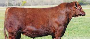 A big spread bull from calving to weaning. Expect rapid growth with performance. He is the top selling Red Angus bull of all time at Genex.