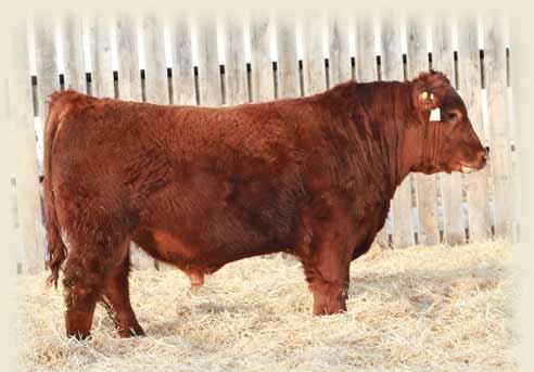 24E RED SSF SCOTTS REDEMPTION 24E h HEIFER BULL MALE SSF 24E 1961937 JANUARY 16 2017 RED BECKTON NEBULA M045 RED BECKTON NEBULA P P707 OSF RED BECKTON LANA M809 EP RED BROWN JYJ REDEMPTION Y1334 AMF