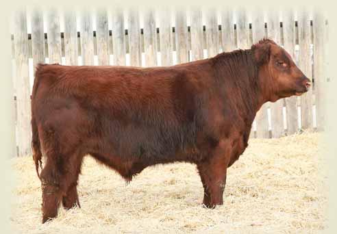 1455204 RED FABULOUS FRONT LINE 315N RED SSF SCOTTS FLAME 403S RED FL FLAME 41M 89 lbs. 738 lbs. -1.5 +64 +98 +17 +49-0.5 A bigger framed bull with top, massive barrel and muscle.