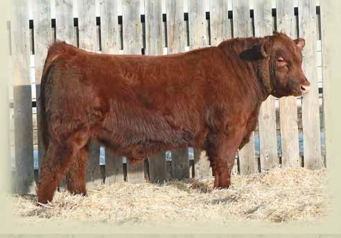 10X RED MPV HILARY 150R 92 lbs. 659 lbs. +0.0 +56 +81 +18 +46 +1.8 The Platinum calves stand out right from birth. This Platinum son is no different. Thick hip makes him a meat machine.