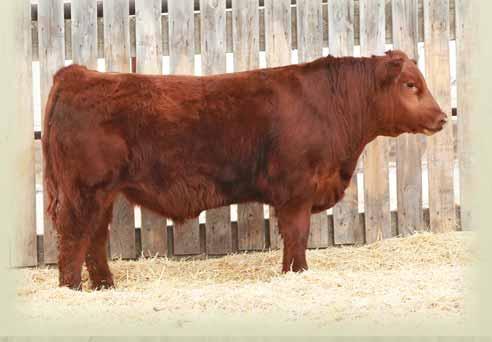 LAKIMA 43P RED TOP LAKIMA 6J 71 lbs. 670 lbs. -1.3 +56 +86 +19 +47 +6.4 Short ears wont stop this bull from being an easy calving heifer bull candidate.