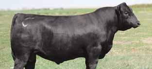 Reference Sires CONNEALY ARSENAL 2174 14 Sons IMP 2174Z AMF CAF DDF NHF 1778923 JANUARY 25 2012 FINKS 5522-6148 FELTONS MEAT PACKER 62 AMF NHF CAF DDF OHF GRAHAM N MISTRESS 8 CONNEALY PACKER 547
