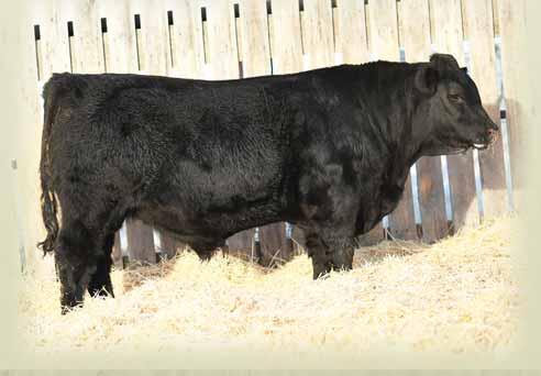PAYWEIGHT T411 CJB SCOTTS ERICA 918X CJB ERICA 171S 85 lbs. 773 lbs. +2.5 +73 +132 +25 +62 +7.0 3E is a big framed, performance bull with tremendous length of body.