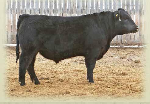 23C 1854324 S A V BRAND NAME 9115 SSF SCOTTS MISTY 213A SCOTTS SSF MISTY 1025Y 77 lbs. 651 lbs. +1.1 +57 +104 +27 +55 +9.5 A long bodied smooth made bull that you can sleep easy with at calving time!