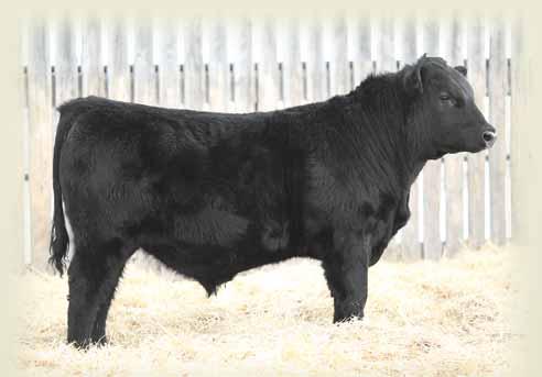 172U SCOTTS SSF ALICE 1142Y SSF SCOTTS ALICE 188N 78 lbs. 636 lbs. -0.1 +49 +94 +24 +49 +10.0 15E should make a great calving ease bull. He has a lot of top and length of body.
