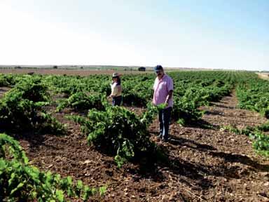 Ohustatud elukutse Põllumaa saastamine Pedro Narro perekond oma viinamarjaistanduses Castilla La Manchas Ähvardav põllumajandustootjate vähesus ELis mõjuks Euroopa põllumajandusele negatiivselt.