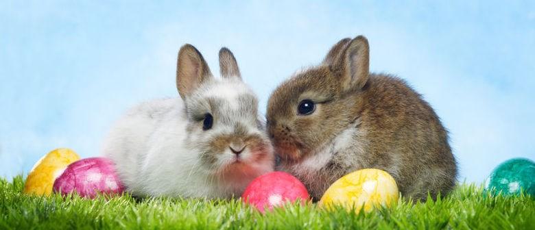 Bunny Brunch Saturday in March @ Dunedin Community Center Estimated attendance of 300 Light Brunch Games and Crafts for kids Egg Hunt Visit with the Easter Bunny Due to the popular interest of