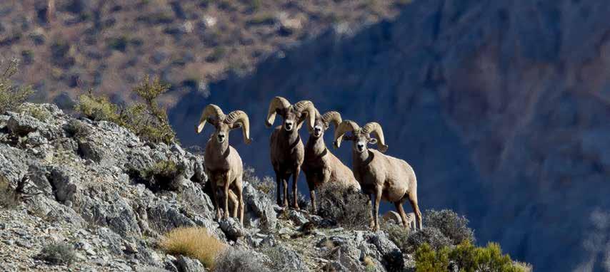 2013-2014 BIENNIAL REPORT July 1, 2013 June 30, 2014 2013-2014 Biennial Report THE NEVADA DEPARTMENT OF WILDLIFE The Nevada Department of Wildlife (NDOW) is the state agency responsible for the