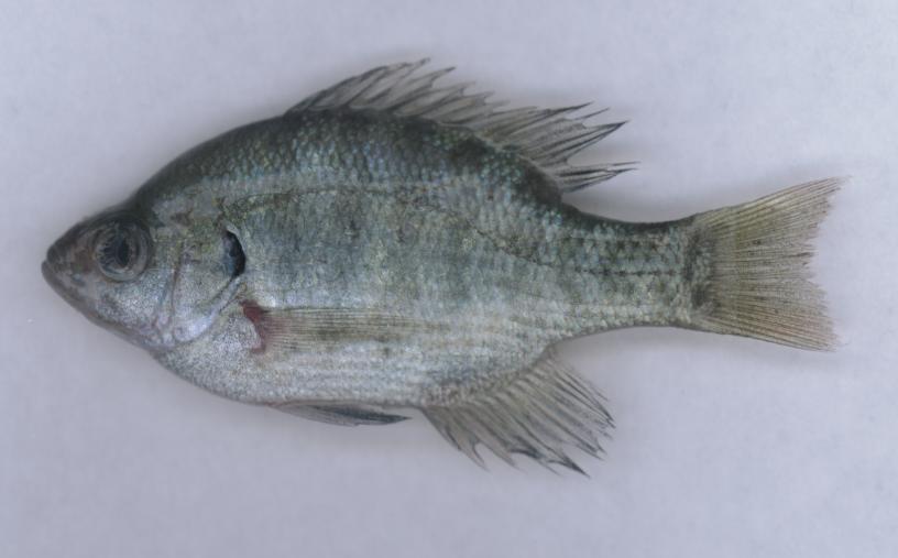 The Sunfishes (Family Centratchidae) Largemouth bass Bluegill Pumpkinseed Black crappie All Sunfishes: Bluegill Dorsal fin with