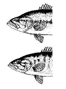 jaw ends at the origin of the eye Largemouth Bass Largemouth bass Smallmouth bass