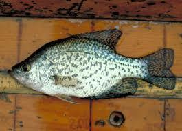 crappie may look similar to bluegill