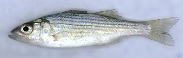 The Striped Basses Or Temperate Basses (Family Moronidae) Striped Bass White Perch Striped bass Striped basses have double dorsal fins that are nearly separated.
