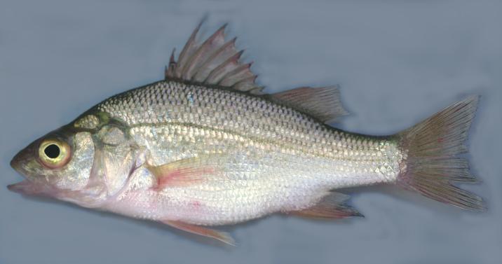 White perch The adult striped bass is more stream line and had distinct dark stripes. The white perch is deeper bodied and lacks the stripes. The juveniles look very similar.