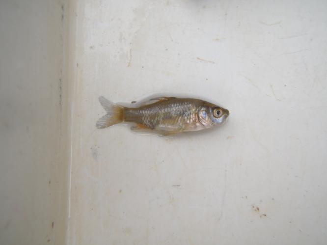 The Carps and Minnows (Family Cyprinidae) Common Carp Goldfish Golden shiner Eastern