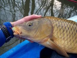 If they are present then it is a carp.
