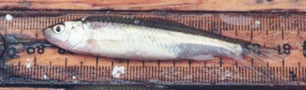 The spottail shiner has a narrower caudal peduncle than the silvery minnow.