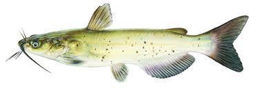 are distinct fish, having adipose fins and