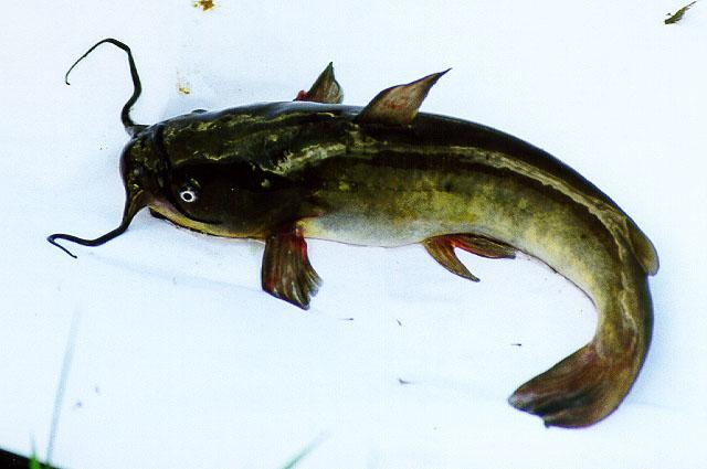 The Catfishes (Family Ictaluridae) Channel catfish have deeply forked tails and the body is speckled with random spots.