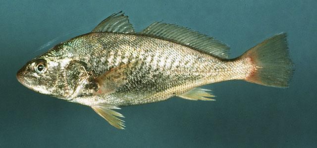 The Drums (Family Sciaenidae) Atlantic croaker Spot The key distinguishing trait of the drum family is that the lateral line