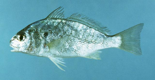 The spot and croaker are similar in appearance and can be easily confused.