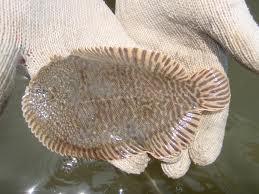 All flatfish (flounder and