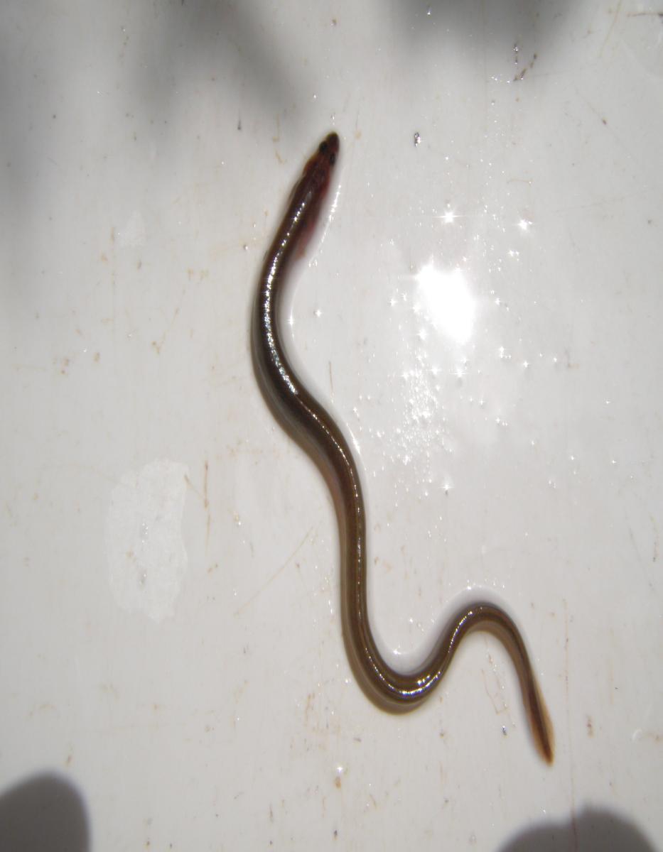 It is round bodied (snake-like). The dorsal, caudal and anal fins are continuous.