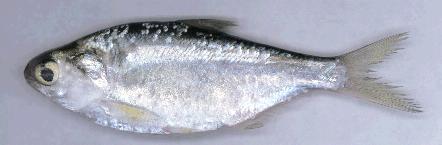 The Herrings (Family Clupeidae) Gizzard shad and Atlantic menhaden are deeper bodied (or rounder) than the alewife, blueback and shad.
