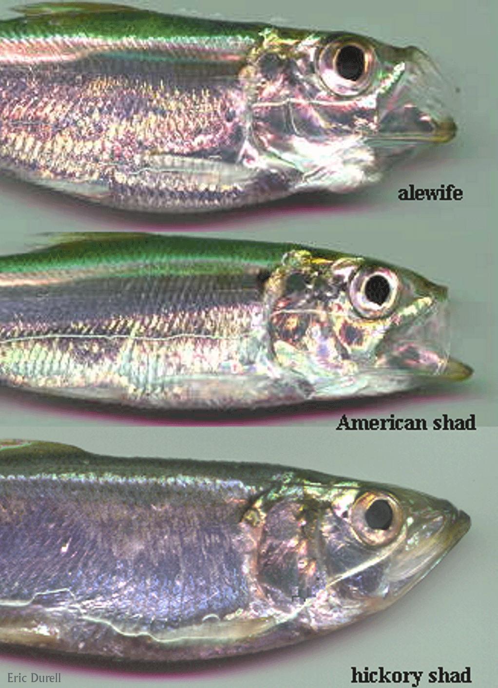 The Herrings (Family Clupeidae) The Alosids They are all the same genus and therefore look very similar Alewife (Alosa psuedoharengus) American shad (Alosa sapidissima)