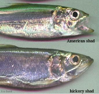 The Herrings (Family Clupeidae) The difference in the American and hickory shad is the bottom jaw remember it is straight, but in the American shad,