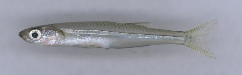 The Silversides (Family Atherinidae) Atlantic silverside Inland sivlerside All Siversides: Lack a lateral line and possess a broad, silvery, midlateral band, mouth is small (distinguishing them from