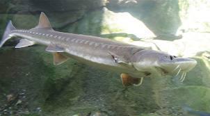 Item #3 Sturgeon Fishing Trip Sturgeon fishing trip for one or two people on the North